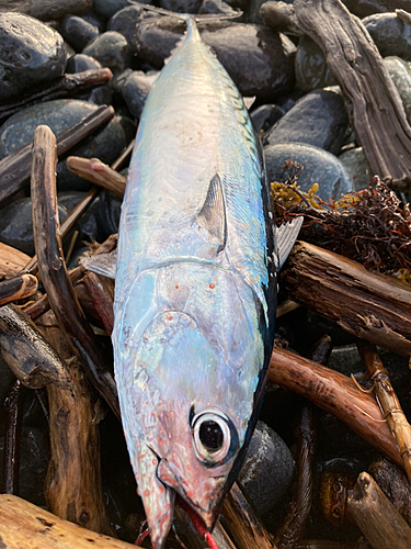 マルソウダの釣果