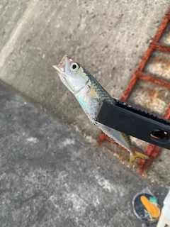 サバの釣果