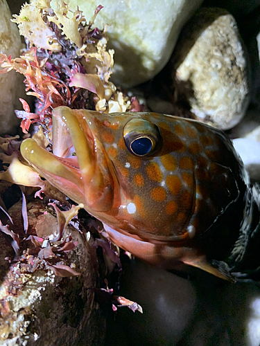 アコウの釣果