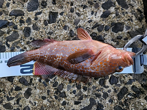 アコウの釣果