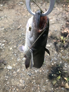 ナマズの釣果