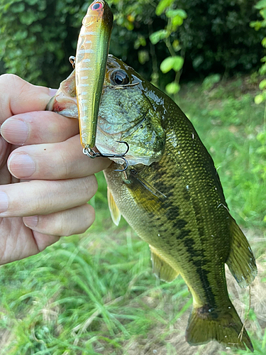 ブラックバスの釣果