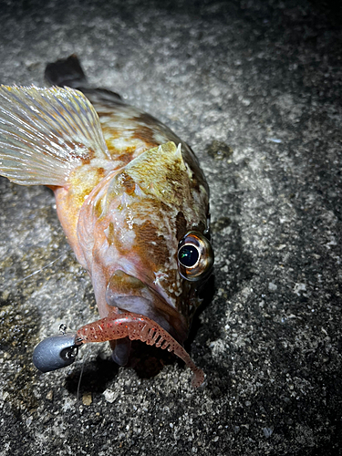 カサゴの釣果