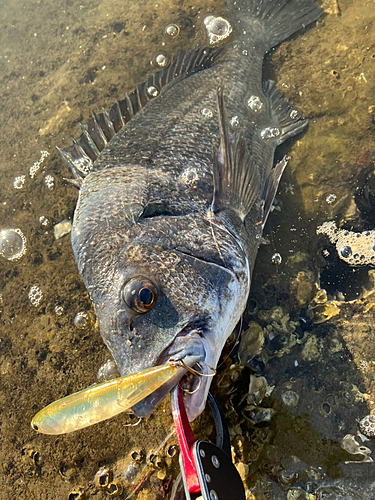 チヌの釣果