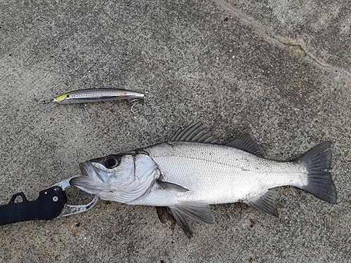 ヒラスズキの釣果