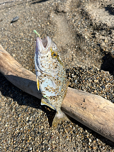 ショゴの釣果