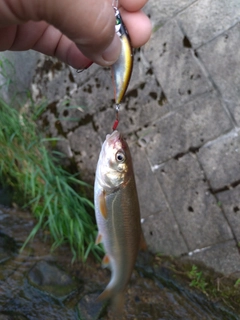 ウグイの釣果