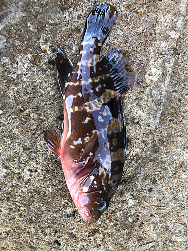 アコウの釣果