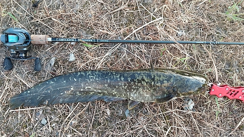 ニホンナマズの釣果