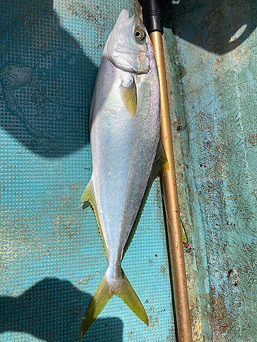 ヒラスの釣果