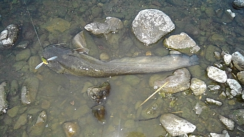 ナマズの釣果