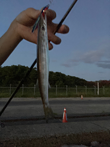 カマスの釣果