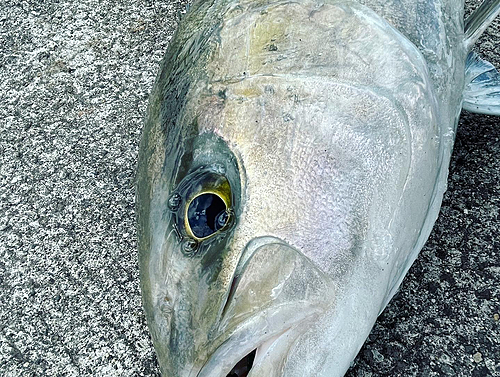 カンパチの釣果