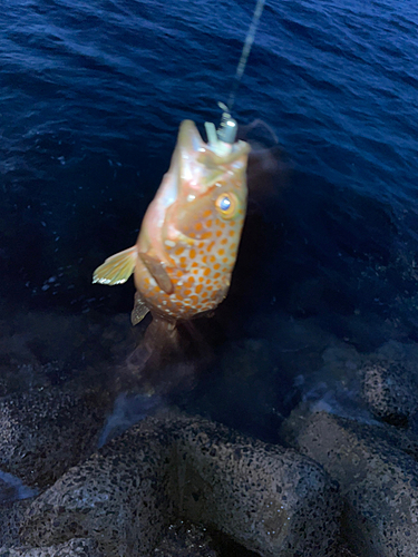 キジハタの釣果