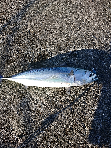 ソウダガツオの釣果