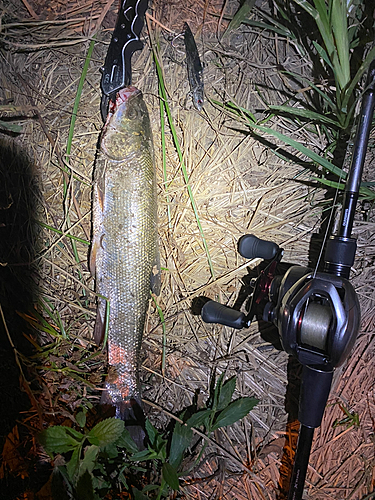 ニゴイの釣果