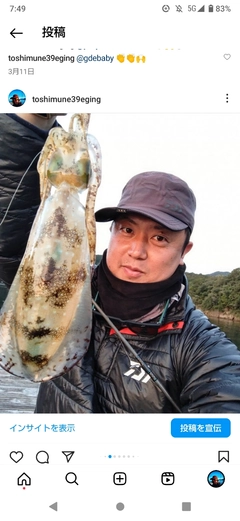 アオリイカの釣果