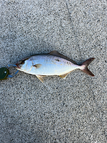 ショゴの釣果