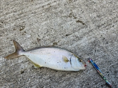 ショゴの釣果