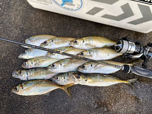 マアジの釣果