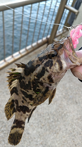 タケノコメバルの釣果