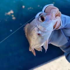 チャリコの釣果