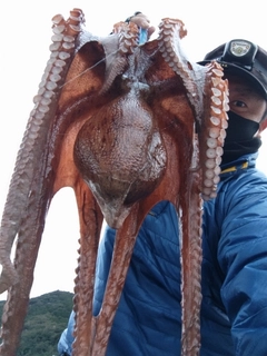 タコの釣果