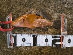 キジハタの釣果