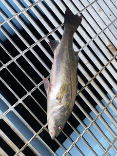 フッコ（マルスズキ）の釣果