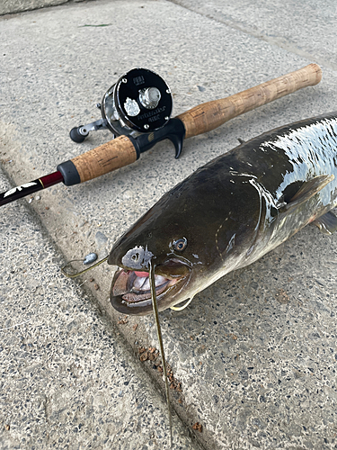 ナマズの釣果