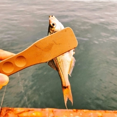 オキタナゴの釣果