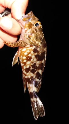 カサゴの釣果