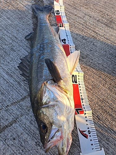 シーバスの釣果