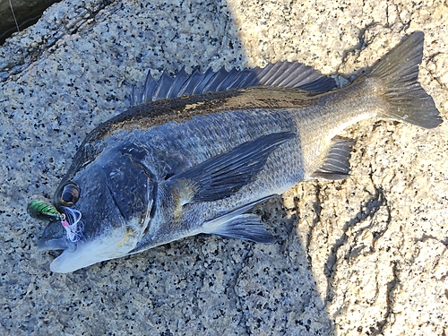 チヌの釣果