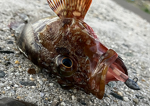 カサゴの釣果