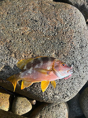 フエダイの釣果