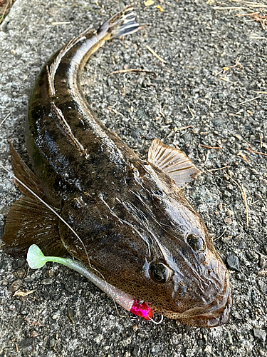 マゴチの釣果