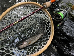 イワナの釣果