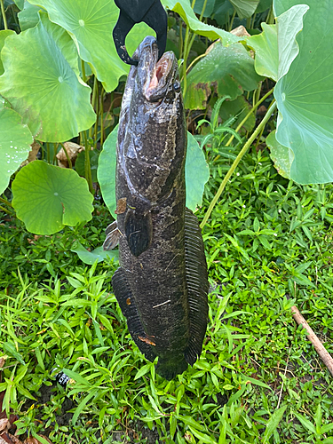 ライギョの釣果