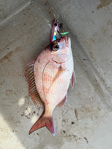 マダイの釣果