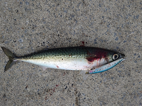 マサバの釣果