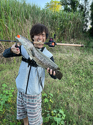 ライギョの釣果