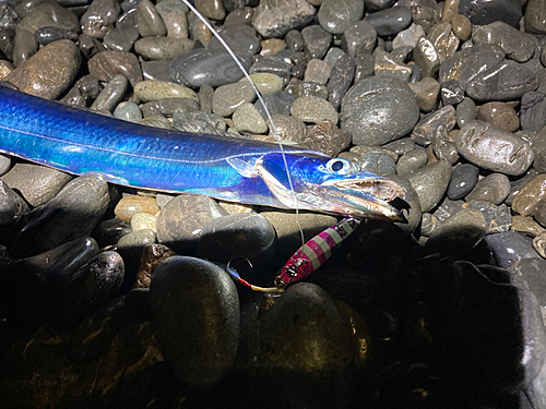 タチウオの釣果