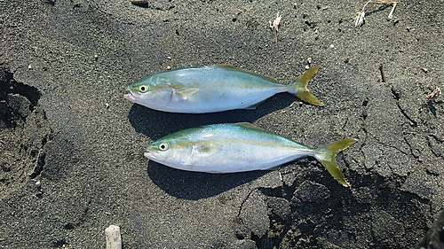 ワカシの釣果