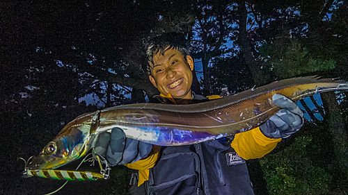 タチウオの釣果