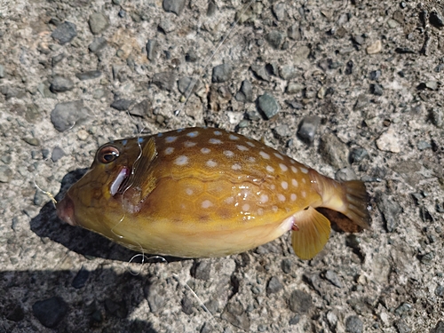 ハコフグの釣果