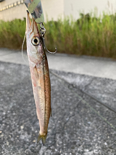 カマスの釣果