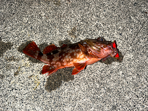 ネンブツダイの釣果