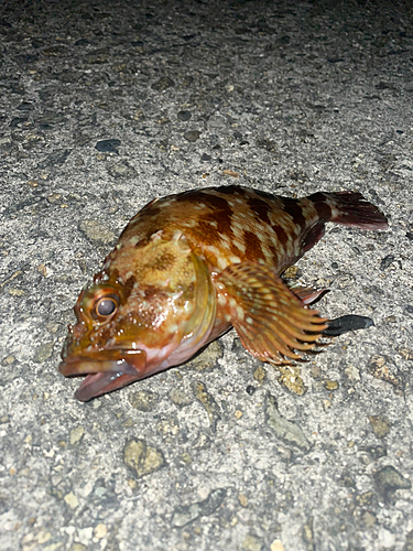 カサゴの釣果