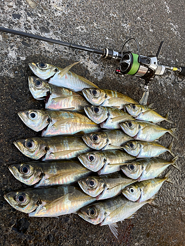 アジの釣果